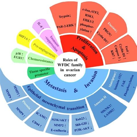 wfdct fund.